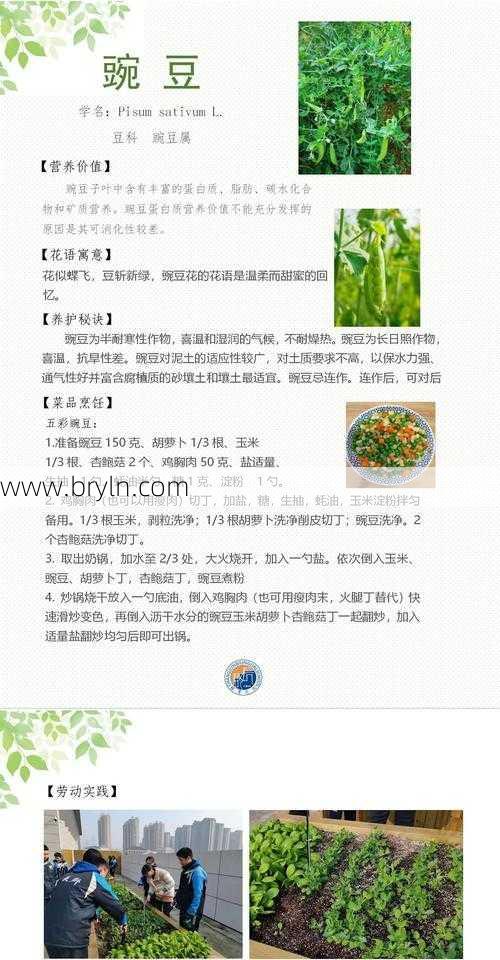 豌豆的营养价值与功效