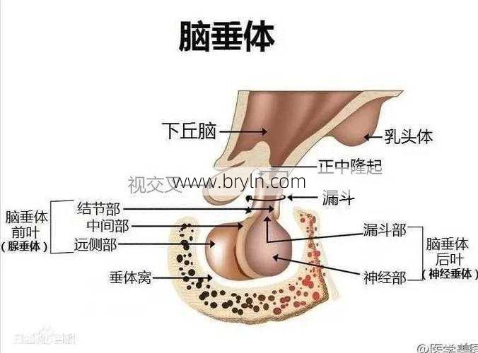 脑垂体的作用(垂体的作用,为什么没有它我们就活不下去?)