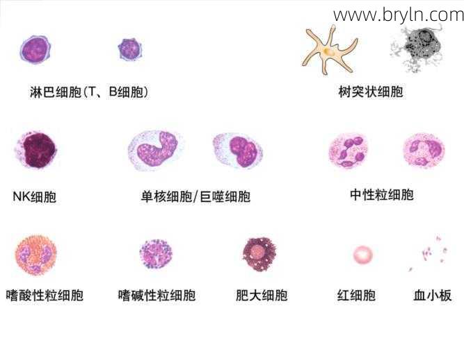 淋巴细胞低(认识一下淋巴细胞)