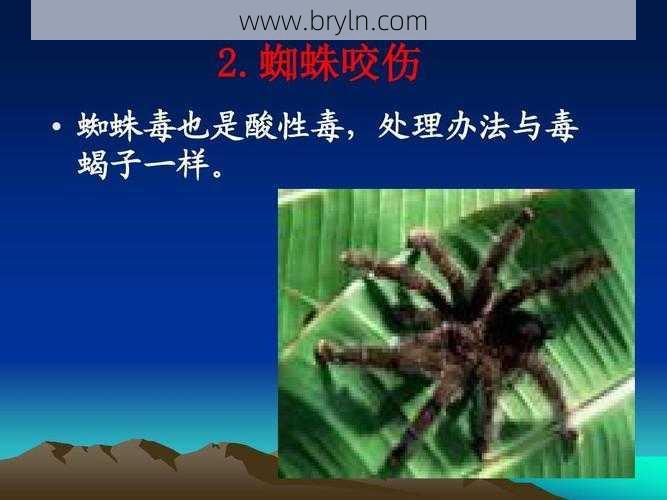 不小心被蜘蛛咬了怎么办?先别慌,做好这些急救措施
