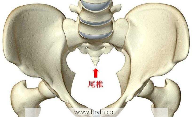 尾骨痛(什么是尾椎骨疼痛)
