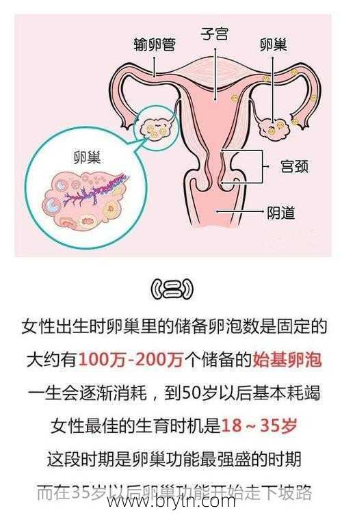 卵巢储备(卵巢的储备功能,你一定要知道这些)