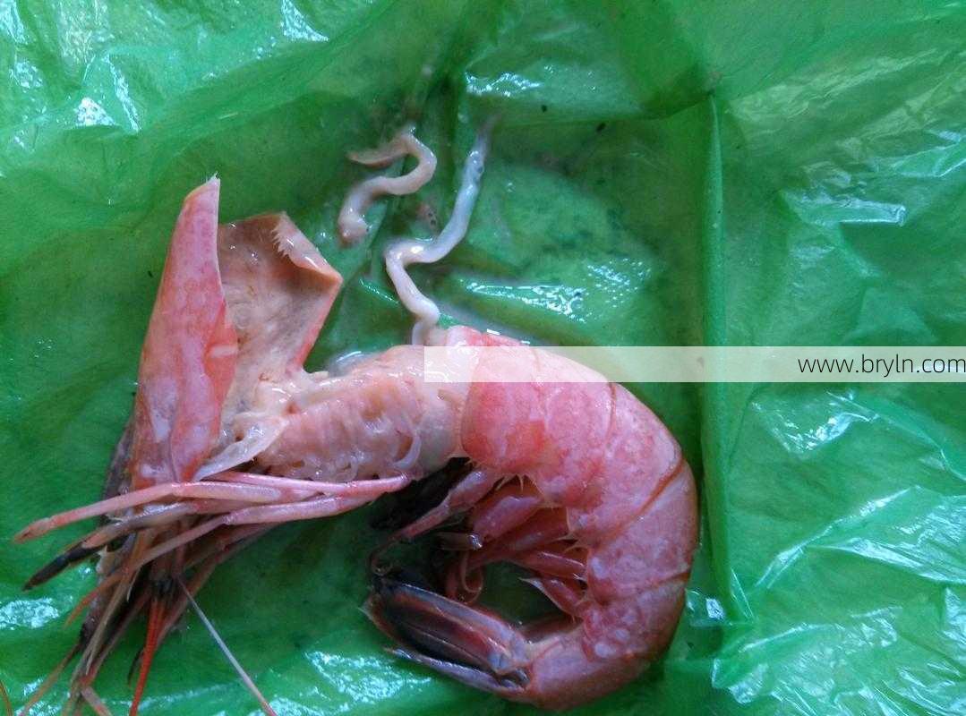 虾是发物吗()
