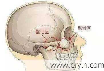 颧骨在哪个位置()