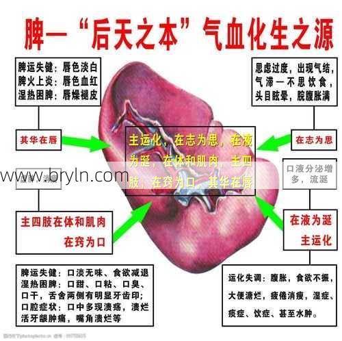 脾功能(五脏的生理功能——脾脏)