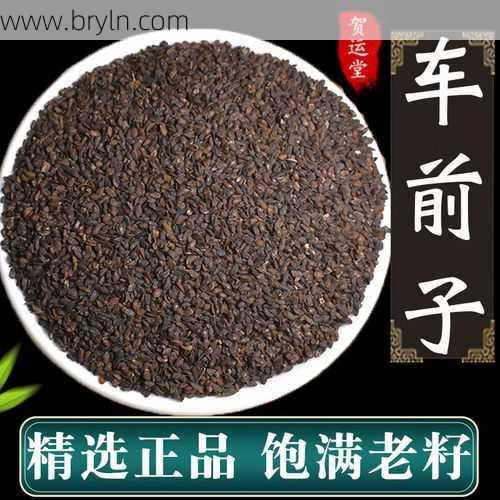 车前子的作用(每日一中药——车前子)