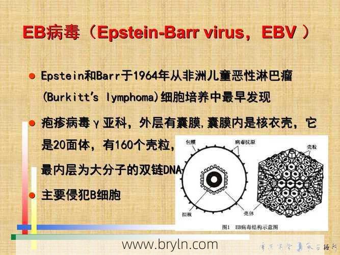 eb病毒是什么病(EB病毒是什么?谁能告诉我?)