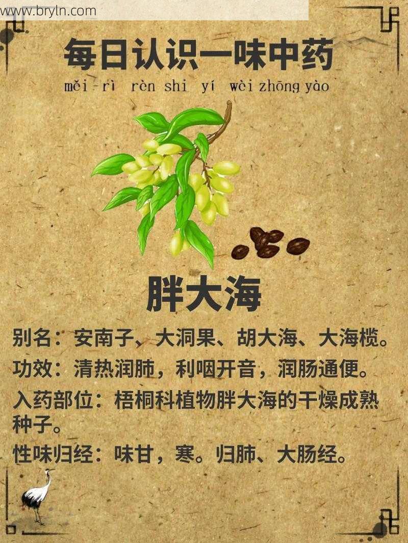 胖大海泡水喝的三大功效,了解一下