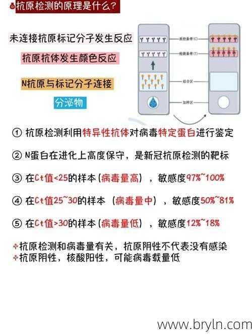抗原和抗体的区别()