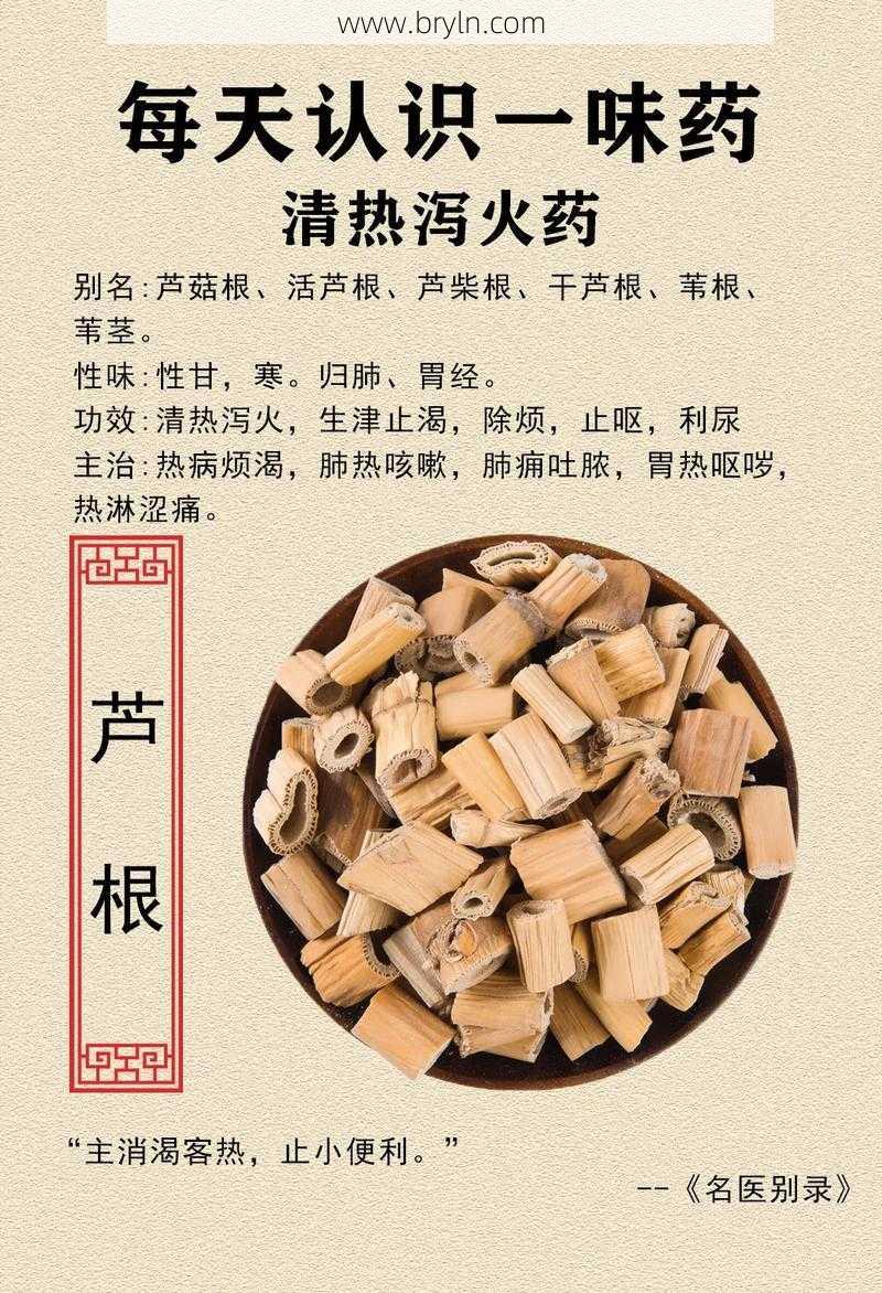 芦根的作用(《本草精荟》:清热生津:芦根的功效与应用)