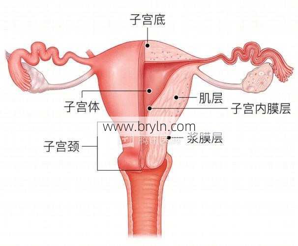 原来，子宫体的壁也分好多层呢！你以为子宫只是一个容器吗？