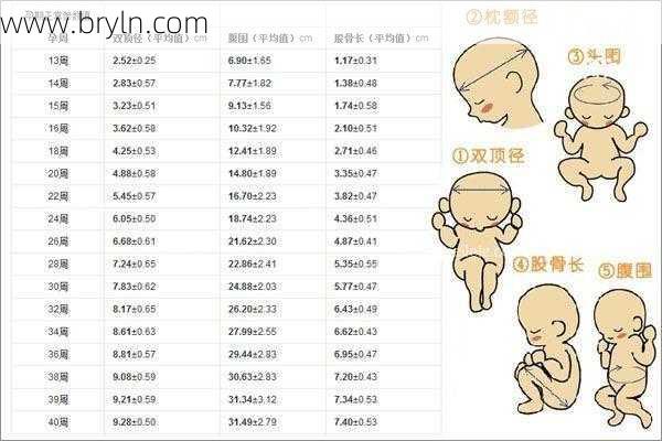 ac是胎儿的什么(产检时,如何用双顶径来判断孩子的发育大小?)