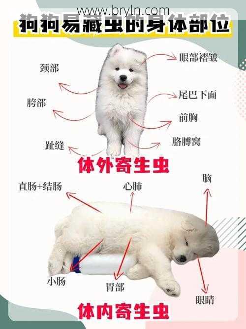 蛔虫药什么时候吃(养狗百科第30集,驱虫是空腹还是饭后)