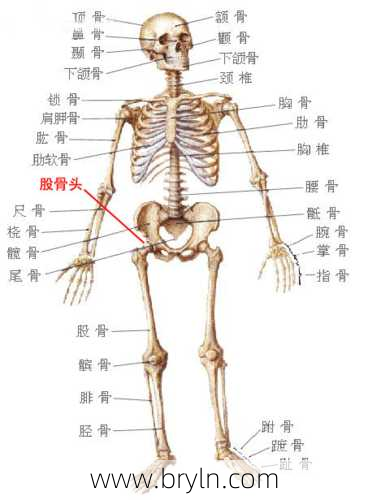 股骨是哪个部位(坚持学画:人体结构之骨骼部分——股骨)