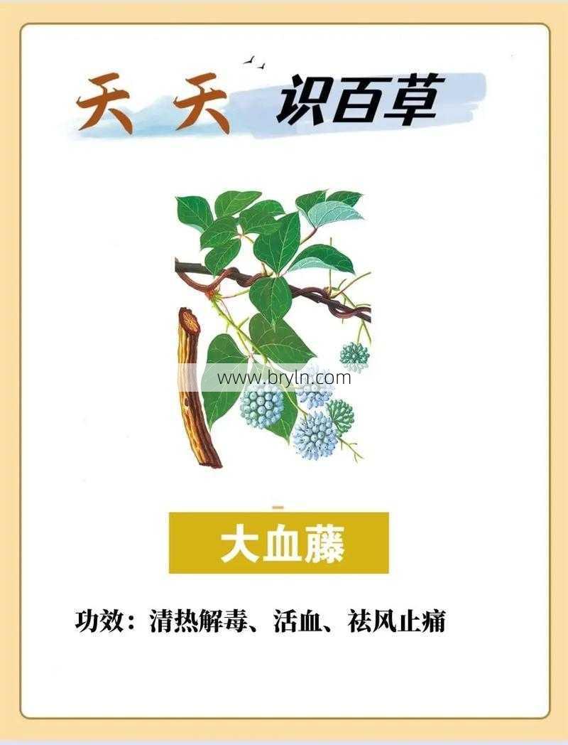 大血藤的功效(中药大血藤主要功效解析：清热解毒，活血止痛，祛风通络)