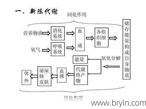 新陈代谢是指什么(新陈代谢 - 它是什么？)