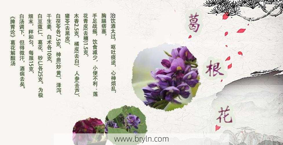 葛花的功效与作用(葛花与葛花解醒汤介绍)