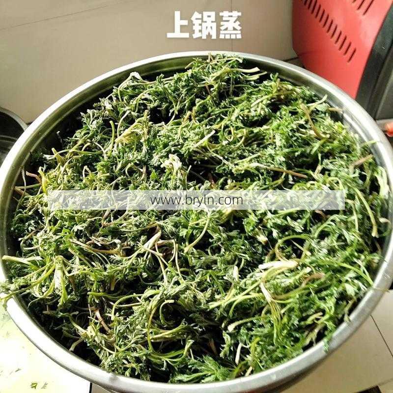 白蒿泡水喝的功效()