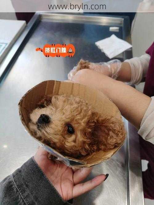 犬自咬症看似好玩，实际病犬很痛苦，分析狗患病的6个病因