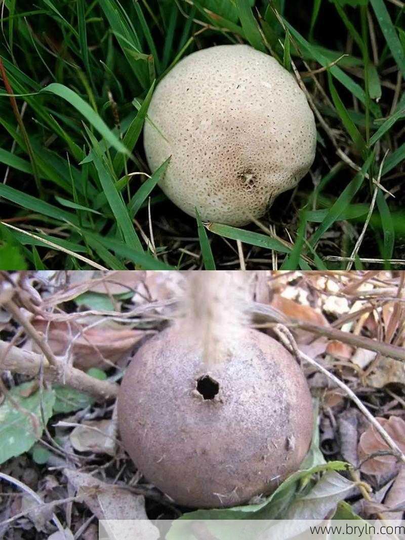 清热解毒药，你会用吗？
