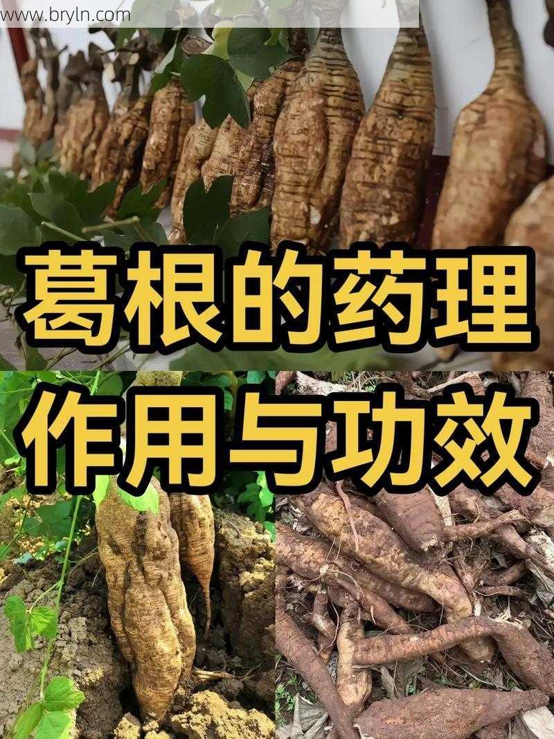 葛根的副作用-葛根的功效与作用