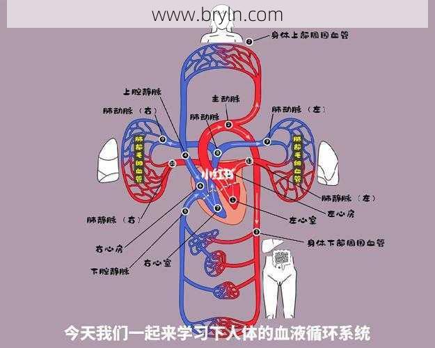 如何促进血液循环()