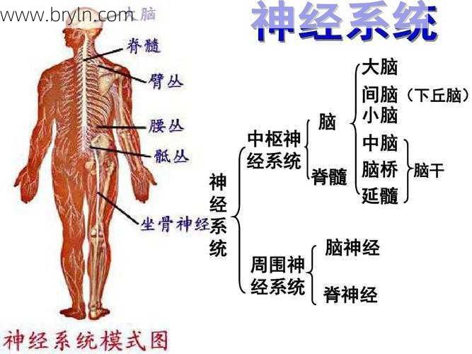 神经系统包括()