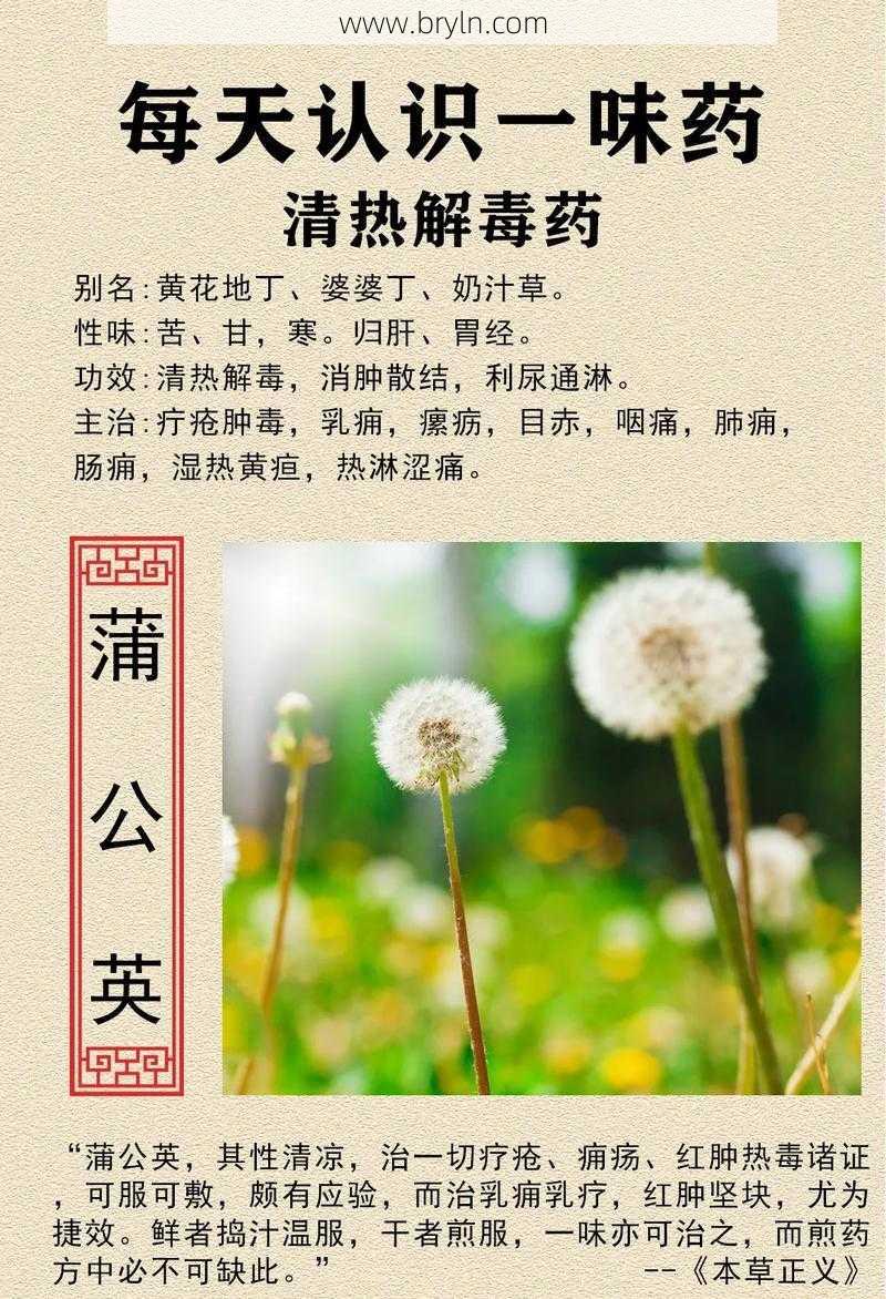 蒲公英专治十种病()