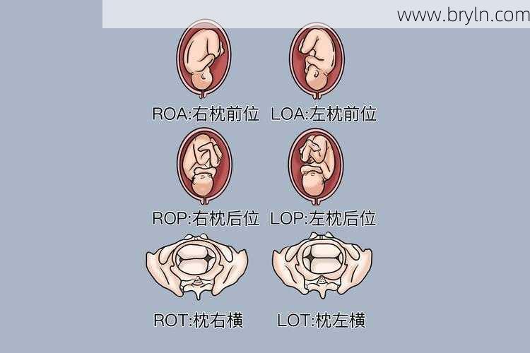 头位是什么意思()