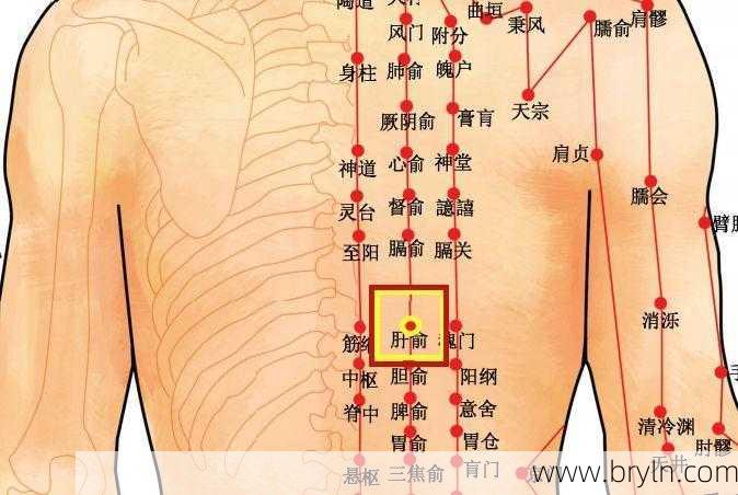 肝俞的准确位置()
