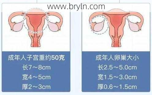 子宫大小正常范围()