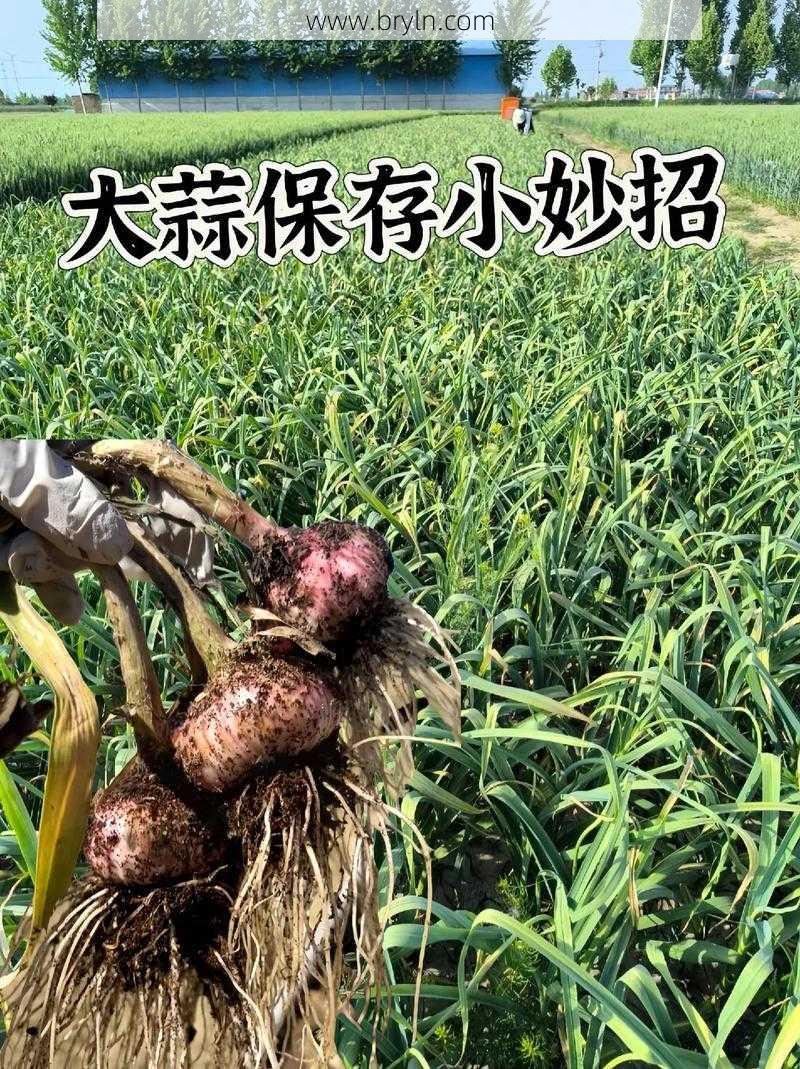 发芽的大蒜能吃吗()