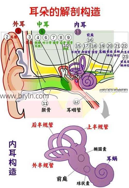 耳朵的结构()