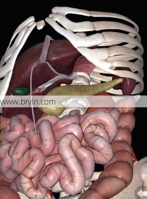 胰腺是什么器官(胰腺是什么？为何胰腺癌很可怕？)
