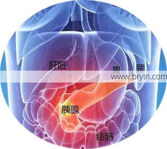 胰腺位置(人体胰腺在什么位置)