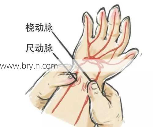 大动脉在哪个位置(手上动脉怎么找，手上动脉的位置)