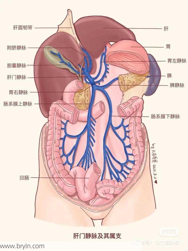 《人体解剖学》肝门静脉