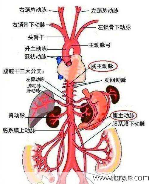 大动脉在哪(人体的主动脉到底在哪里？专家为你来揭秘！)