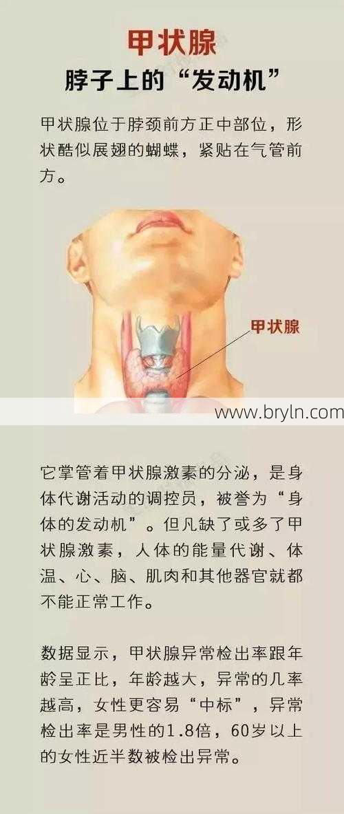 甲状腺在哪个位置(甲状腺在哪？有什么作用？哪些人应该尤其关注甲状腺？)
